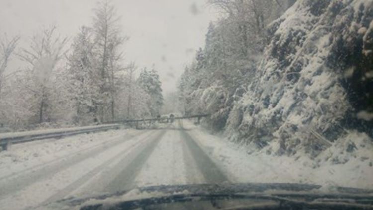 Пожарникари реагираха на 23 сигнала за аварийни ситуации, най-много са за паднали дървета