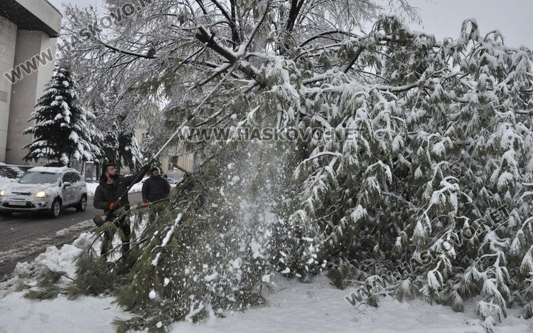 Множество паднали дървета и клони в Хасково, улица „Георги Кирков“ е блокирана