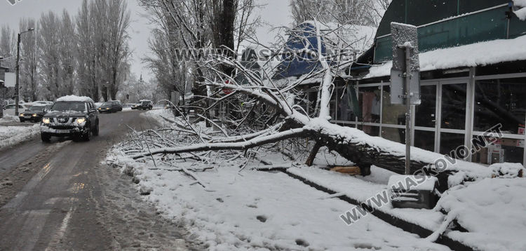 Множество паднали дървета и клони в Хасково, улица „Георги Кирков“ е блокирана