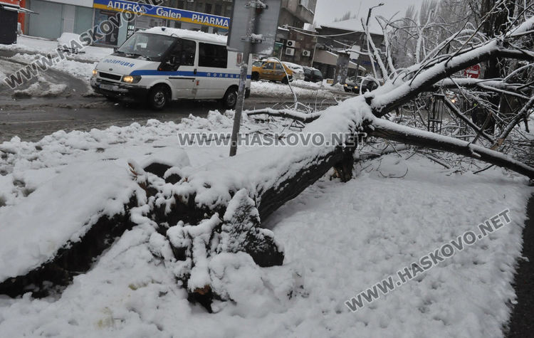 Множество паднали дървета и клони в Хасково, улица „Георги Кирков“ е блокирана