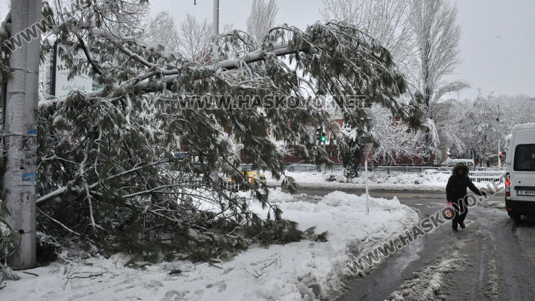 Множество паднали дървета и клони в Хасково, улица „Георги Кирков“ е блокирана