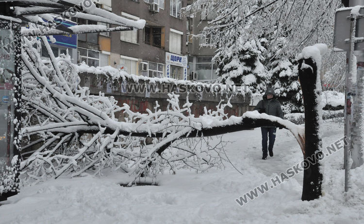 Множество паднали дървета и клони в Хасково, улица „Георги Кирков“ е блокирана