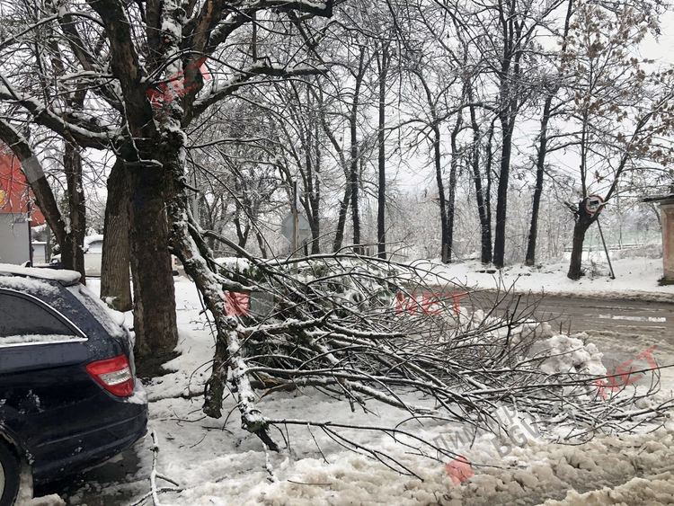 Първият сняг събори дървета, уличен стълб и прекъсна тока в част от Димитровград и общината