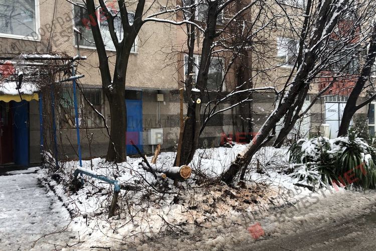 Първият сняг събори дървета, уличен стълб и прекъсна тока в част от Димитровград и общината