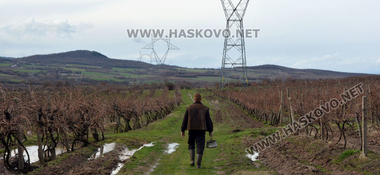Яни от „Фермата“ заряза лозето си за берекет