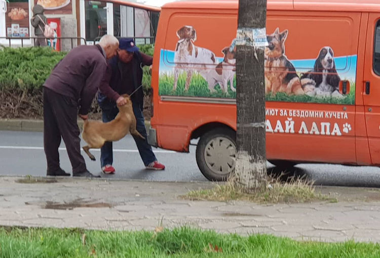 Затварят временно с кметска заповед  Кастрационния център за кучета
