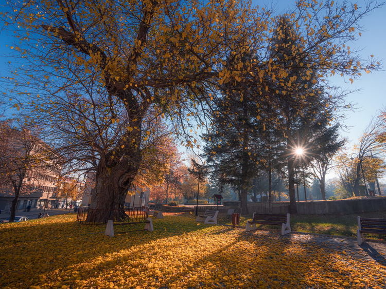 Старата черница във Велики Преслав пази спомена за Вазов