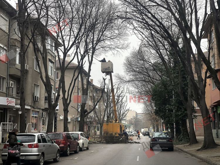 Подкастрят опасни дървета по димитровградска търговска улица
