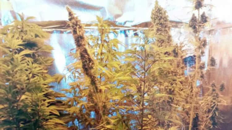 Мини оранжерия за канабис е открита в Радомир