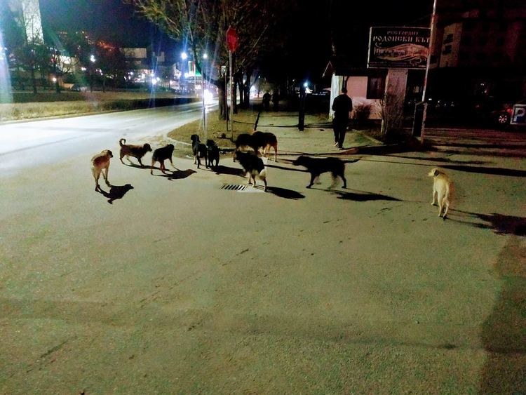 Снимка: Йордан Фотев