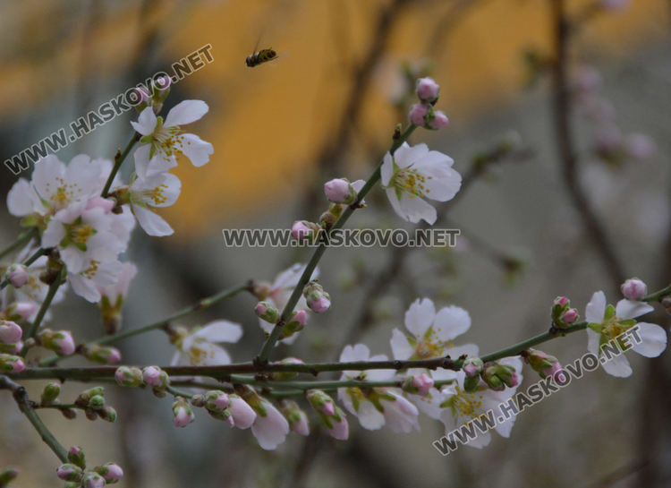 Разцъфнали бадеми създават пролетно настроение в Хасково