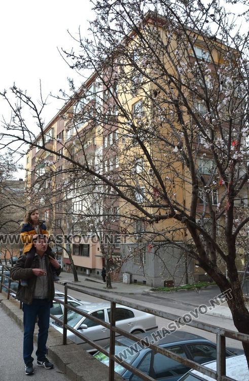 Разцъфнали бадеми създават пролетно настроение в Хасково