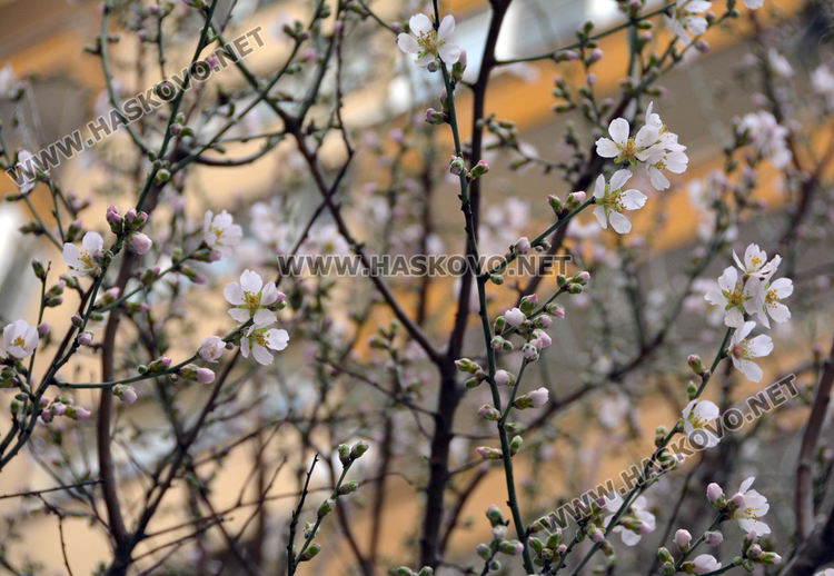 Разцъфнали бадеми създават пролетно настроение в Хасково