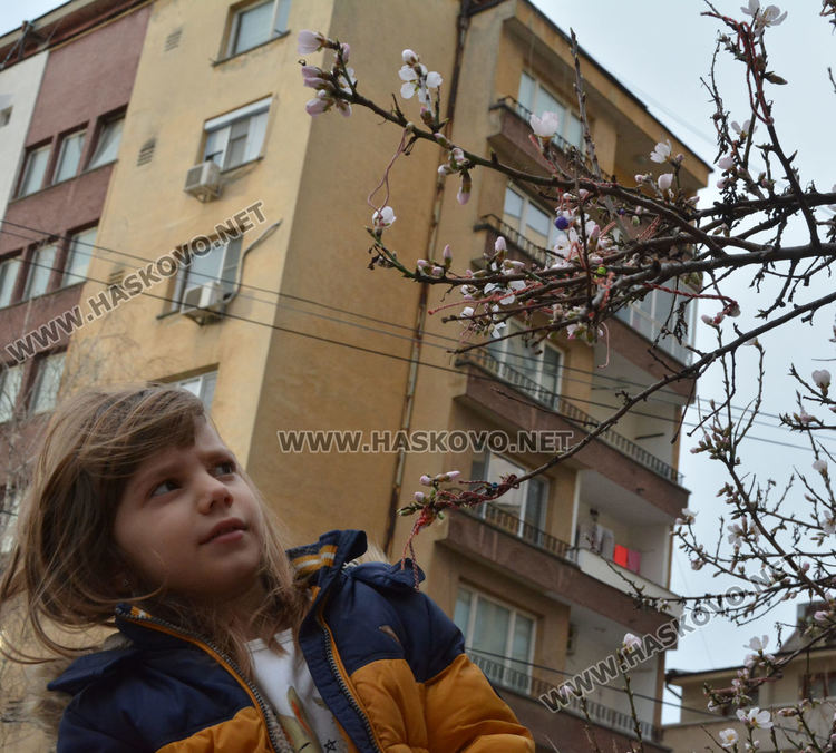 Разцъфнали бадеми създават пролетно настроение в Хасково