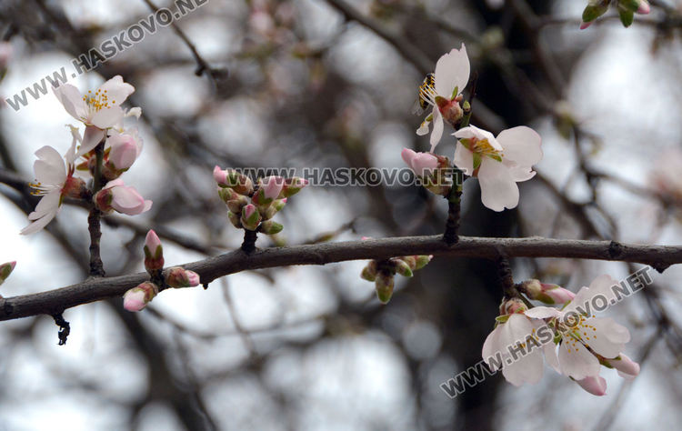 Разцъфнали бадеми създават пролетно настроение в Хасково