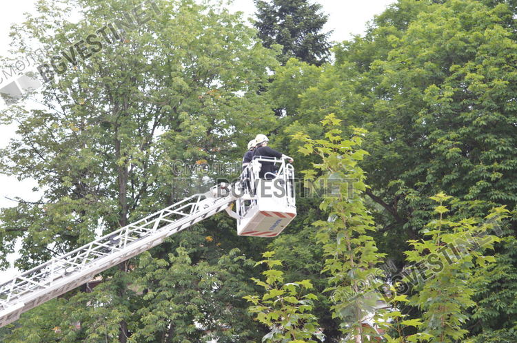 Пожарникари отстраниха опасни дървета в с. Стойките
