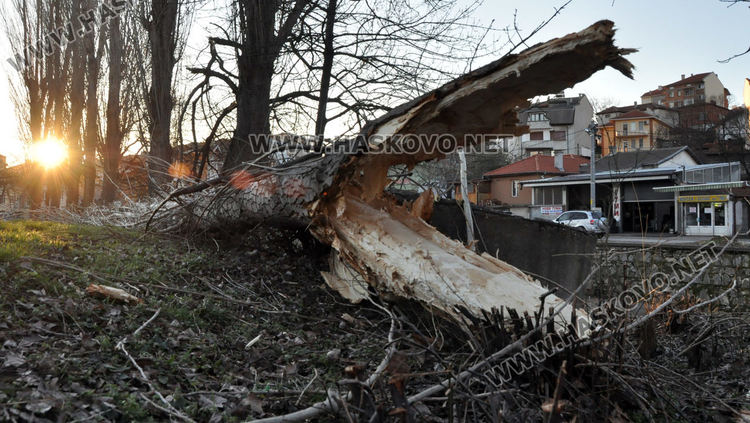 Силният вятър събори топола в Хасково и затвори булеварда край реката