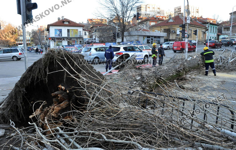 Силният вятър събори топола в Хасково и затвори булеварда край реката