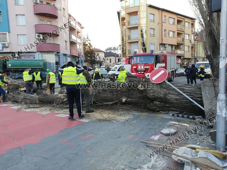 Силният вятър събори топола в Хасково и затвори булеварда край реката