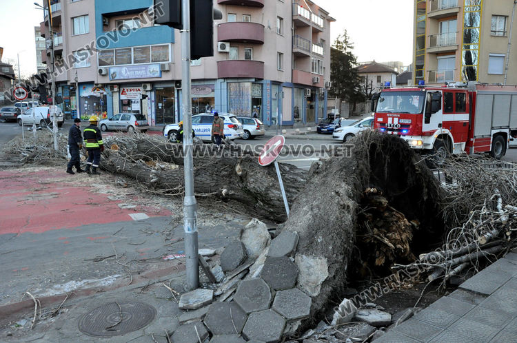 Силният вятър събори топола в Хасково и затвори булеварда край реката