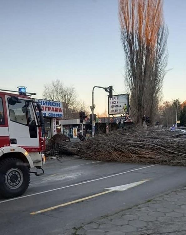 Силен вятър изтръгна тополи край реката в Хасково