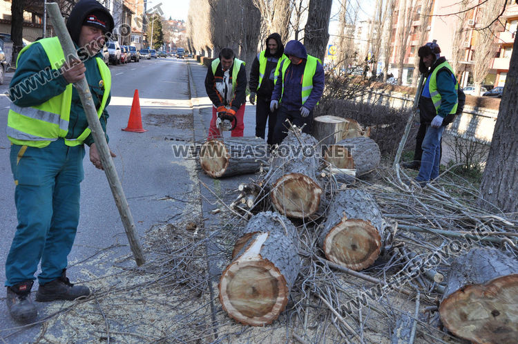 Дърво падна върху кола в Хасково, разчистват паднала топола до стадион „Младост“