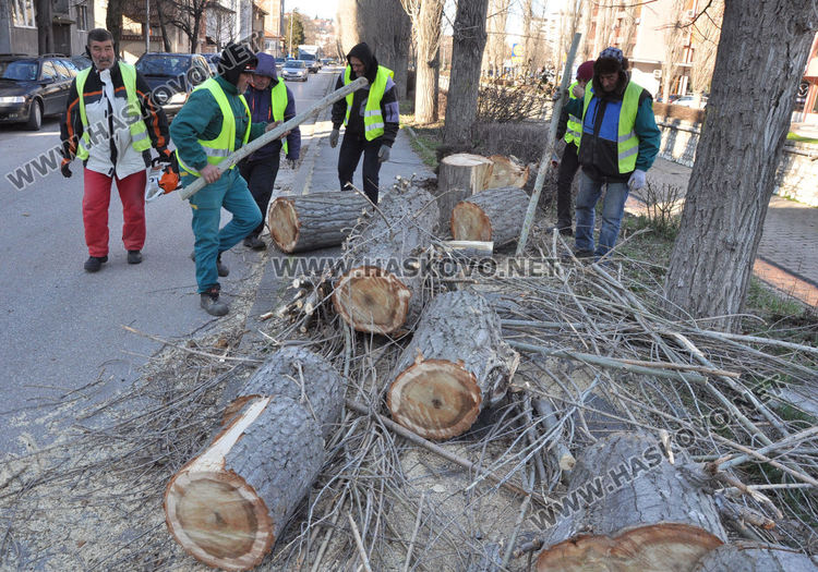 Дърво падна върху кола в Хасково, разчистват паднала топола до стадион „Младост“