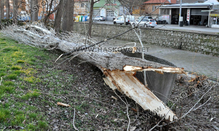 Силният вятър събори топола в Хасково и затвори булеварда край реката