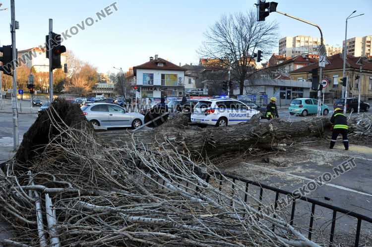 Силният вятър събори топола в Хасково и затвори булеварда край реката