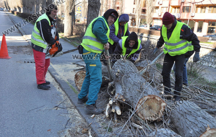Дърво падна върху кола в Хасково, разчистват паднала топола до стадион „Младост“
