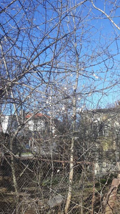 Февруари излъга джанките в Кърджали, дузина дръвчета цъфнаха в Гледка