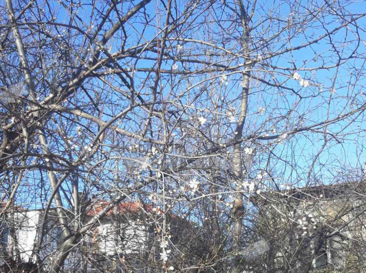 Февруари излъга джанките в Кърджали, дузина дръвчета цъфнаха в Гледка