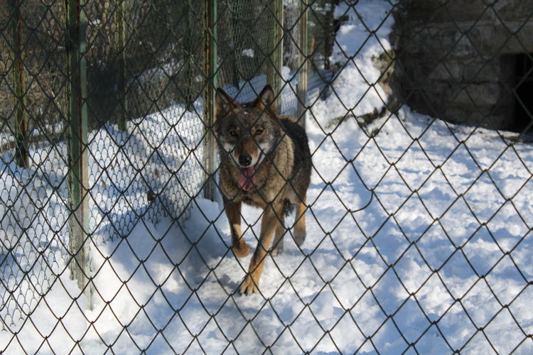 Вълчицата от Кенана вече е в зоопарка