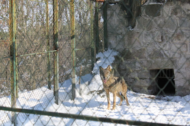 Вълчицата от Кенана вече е в зоопарка