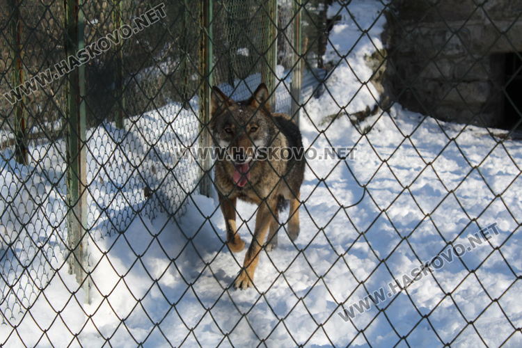 Вълчицата от Кенана финтира служител на зоопарка и избяга