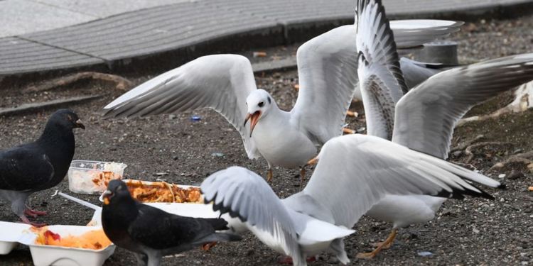 Чайките в Бахрейн спрели да летят, станали дебели и мързеливи