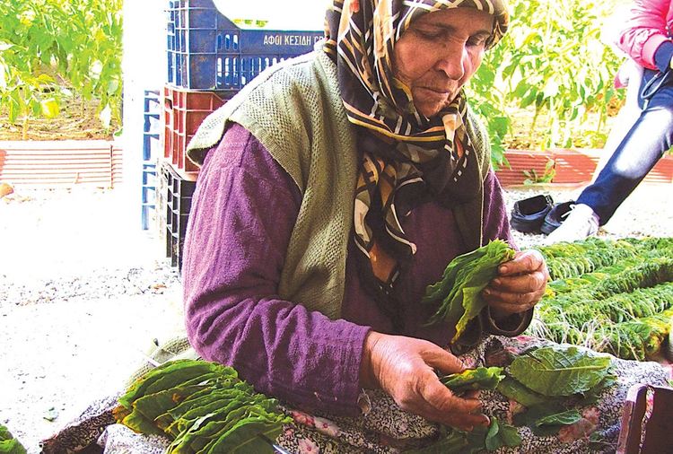 Производителите на тютюн от Северна Гърция протестират срещу ниските изкупни цени на суровината от 3, 80 – 4,40 евро/кг