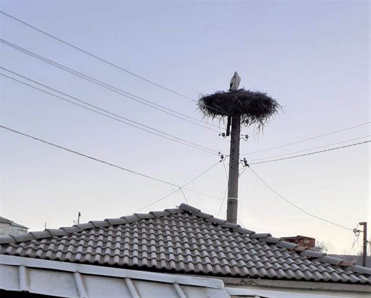 Първият щъркел дойде в Жълтуша