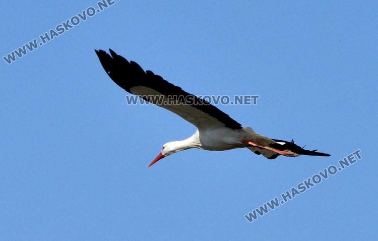  Долетя първият предвестник на пролетта в Подкрепа