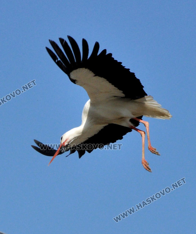  Долетя първият предвестник на пролетта в Подкрепа