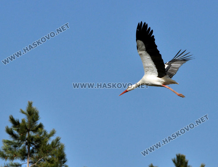  Долетя първият предвестник на пролетта в Подкрепа