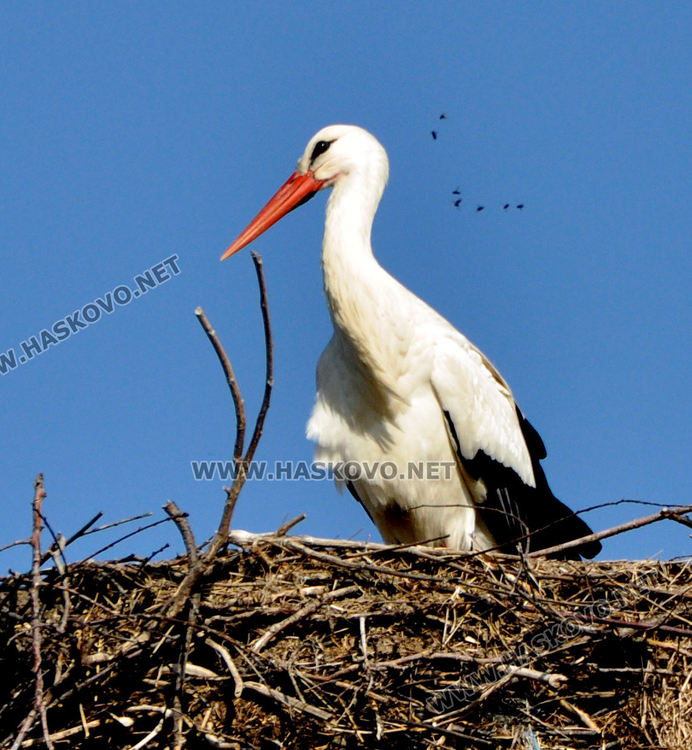  Долетя първият предвестник на пролетта в Подкрепа