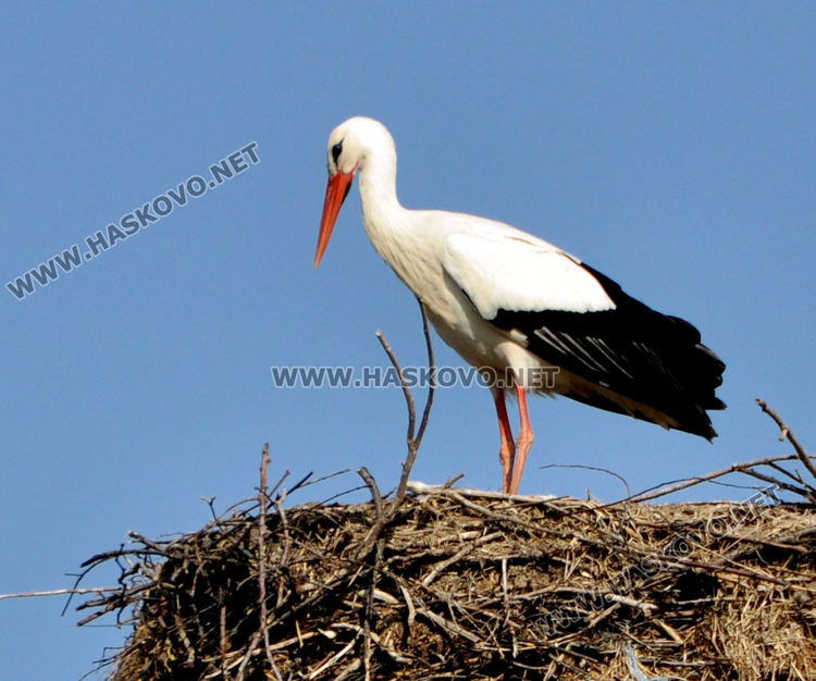  Долетя първият предвестник на пролетта в Подкрепа