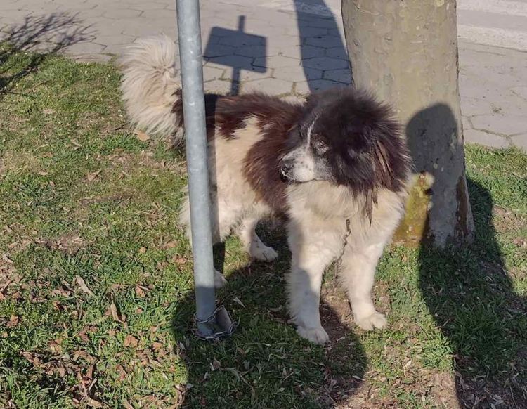 Куче търси стопанина си