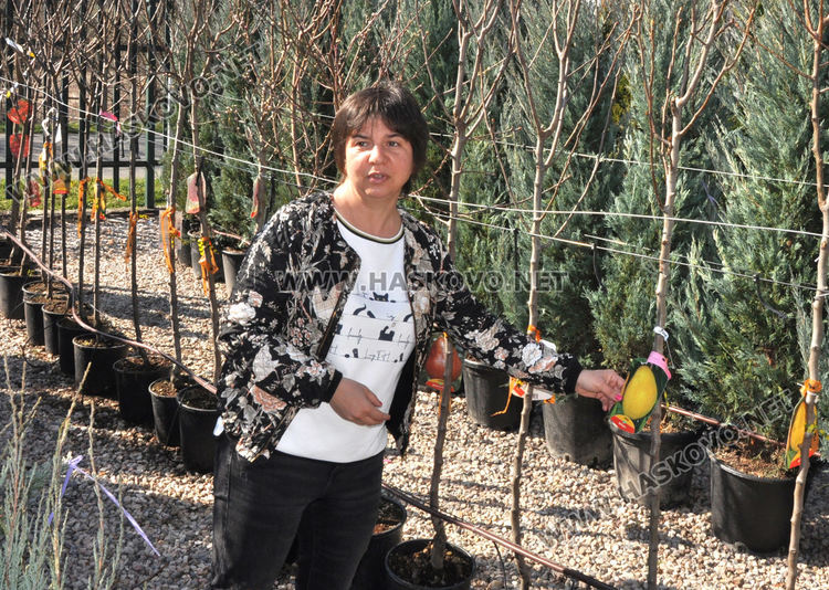 Засилен интерес към растениевъдството със затопляне на времето, туята е най-търсена