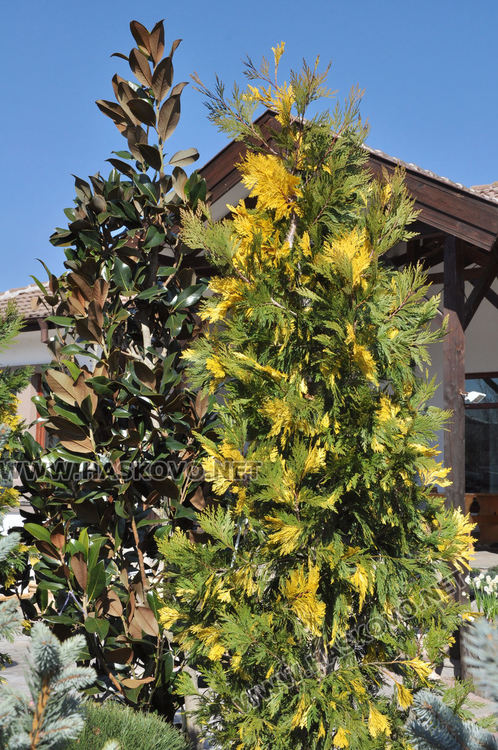 Засилен интерес към растениевъдството със затопляне на времето, туята е най-търсена