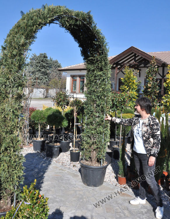 Засилен интерес към растениевъдството със затопляне на времето, туята е най-търсена