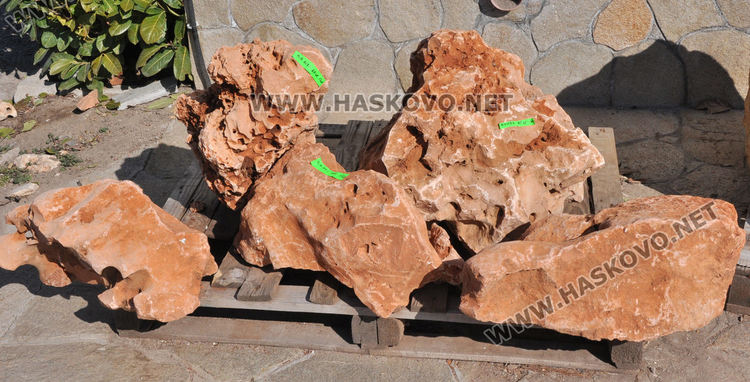 Засилен интерес към растениевъдството със затопляне на времето, туята е най-търсена