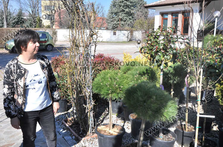 Засилен интерес към растениевъдството със затопляне на времето, туята е най-търсена