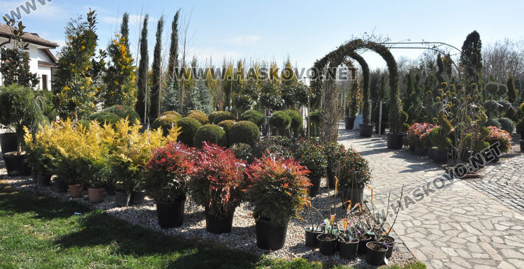 Засилен интерес към растениевъдството със затопляне на времето, туята е най-търсена